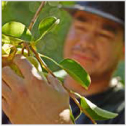 mr-pear-harvest
