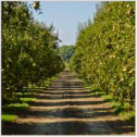 mr-pear-orchards