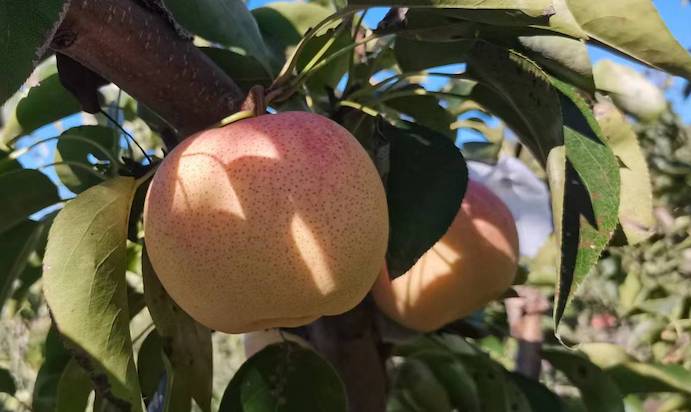 Our Fruit